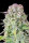 Fast Buds Original Afghan Kush AUTO - 3 automatisierte Samen