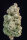 Fast Buds Original Afghan Kush AUTO - 3 automatisierte Samen