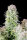 Fast Buds Original Afghan Kush AUTO - 3 automatisierte Samen