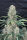 Fast Buds Original Afghan Kush AUTO - 3 automatisierte Samen