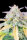 Fast Buds Original Afghan Kush AUTO - 3 automatisierte Samen