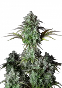 Fast Buds Original Big Bud AUTO - 3 automated seeds