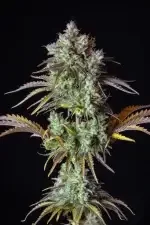 Fast Buds Original Big Bud AUTO - 3 autoflowering Samen