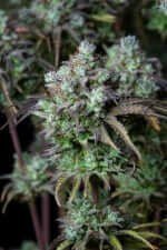 Fast Buds Original Big Bud AUTO - 3 autoflowering Samen