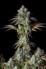 Fast Buds Original Big Bud AUTO - 3 autoflowering Samen