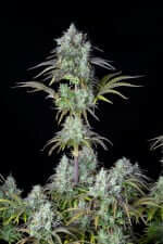 Fast Buds Original Big Bud AUTO - 3 autoflowering Samen