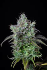 Fast Buds Original Big Bud AUTO - 3 autoflowering Samen