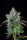 Fast Buds Original Big Bud AUTO - 3 autoflowering Samen