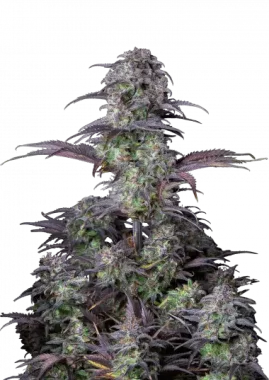 Fast Buds Original Blueberry AUTO - 3 automatisierte Samen