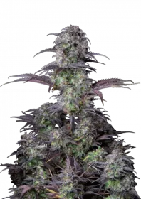 Fast Buds Original Blueberry AUTO - 3 autoflowering Samen