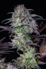 Fast Buds Original Blueberry AUTO - 3 automated seeds