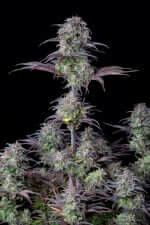 Fast Buds Original Blueberry AUTO - 3 autoflowering Samen