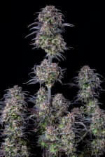 Fast Buds Original Blueberry AUTO - 3 autoflowering Samen