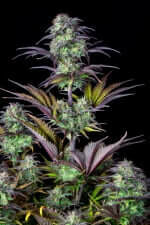 Fast Buds Original Blueberry AUTO - 3 autoflowering Samen