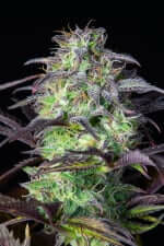 Fast Buds Original Blueberry AUTO - 3 autoflowering Samen