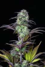 Fast Buds Original Blueberry AUTO - 3 automatisierte Samen