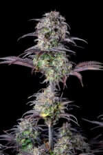 Fast Buds Original Blueberry AUTO - 3 automatisierte Samen