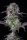 Fast Buds Original Blueberry AUTO - 3 autoflowering Samen