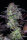 Fast Buds Original Blueberry AUTO - 3 autoflowering Samen