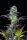 Fast Buds Original Blueberry AUTO - 3 autoflowering Samen