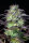 Fast Buds Original Blueberry AUTO - 3 autoflowering Samen