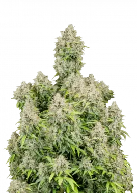 Fast Buds Original Cinderella AUTO - 3 autoflowering Samen