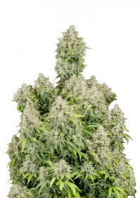 Fast Buds Original Cinderella AUTO - 3 automated seeds