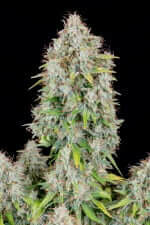 Fast Buds Original Cinderella AUTO - 3 autoflowering Samen