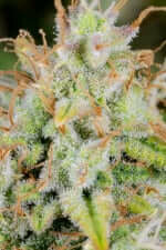 Fast Buds Original Cinderella AUTO - 3 autoflowering Samen