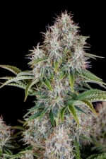 Fast Buds Original Cinderella AUTO - 3 autoflowering Samen