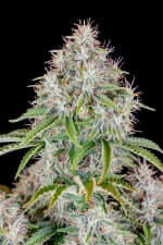 Fast Buds Original Cinderella AUTO - 3 autoflowering Samen