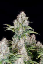 Fast Buds Original Cinderella AUTO - 3 autoflowering Samen