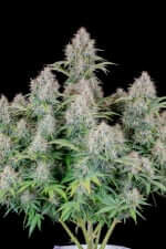 Fast Buds Original Cinderella AUTO - 3 autoflowering Samen