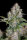 Fast Buds Original Cinderella AUTO - 3 autoflowering Samen