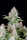 Fast Buds Original Cinderella AUTO - 3 autoflowering Samen