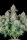 Fast Buds Original Cinderella AUTO - 3 automatisierte Samen