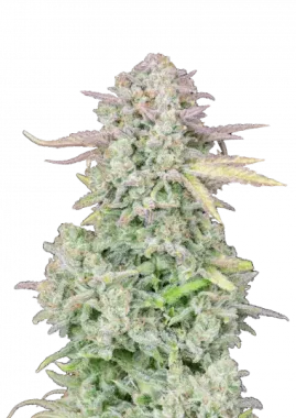 Fast Buds Original Trainwreck AUTO - 3 autoflowering Samen