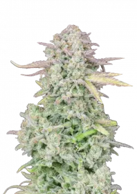 Fast Buds Original Trainwreck AUTO - 3 automated seeds