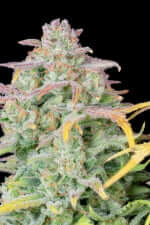 Fast Buds Original Trainwreck AUTO - 3 automated seeds