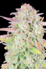 Fast Buds Original Trainwreck AUTO - 3 autoflowering Samen