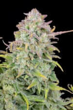 Fast Buds Original Trainwreck AUTO - 3 autoflowering Samen