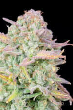 Fast Buds Original Trainwreck AUTO - 3 autoflowering Samen