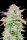 Fast Buds Original Trainwreck AUTO - 3 autoflowering Samen