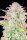 Fast Buds Original Trainwreck AUTO - 3 automatisierte Samen