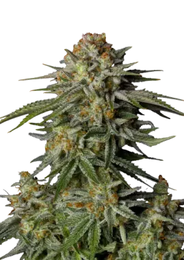 Fast Buds Wedding GG4 Sherbet Fastflowering - 3...