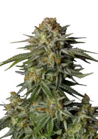 Fast Buds Wedding GG4 Sherbet Fastflowering - 3 autoflowering Samen