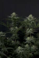 Fast Buds Wedding GG4 Sherbet Fastflowering - 3 autoflowering Samen