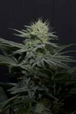 Fast Buds Wedding GG4 Sherbet Fastflowering - 3 autoflowering Samen