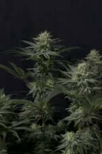 Fast Buds Wedding GG4 Sherbet Fastflowering - 3 autoflowering Samen