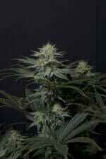 Fast Buds Wedding GG4 Sherbet Fastflowering - 3 autoflowering Samen